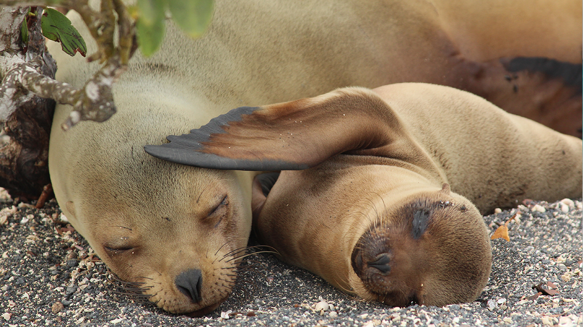 Galapagos